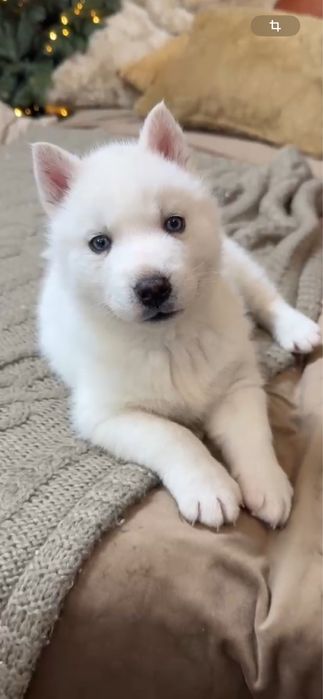 Хаски блондин мальчик