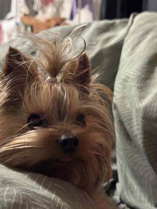 Йорки момче на 1г и 3м