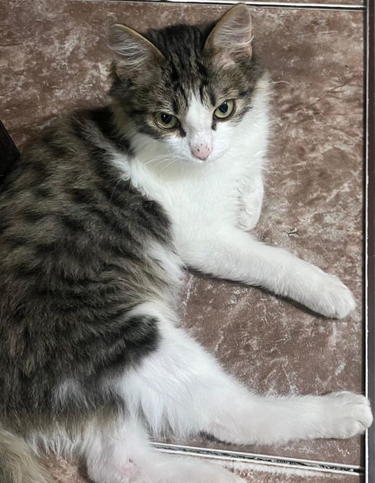Отдам котенка в добрые руки