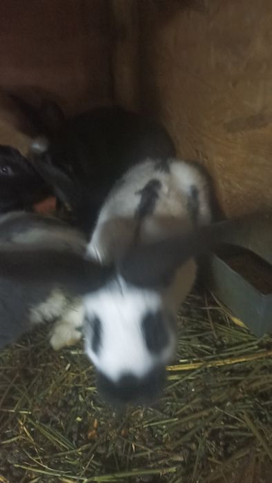 Iepuri fluture 7 buc