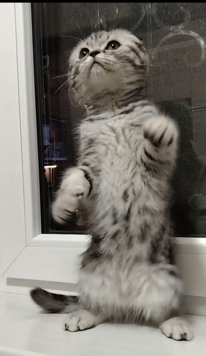 Шикарная вислоухая девочка.