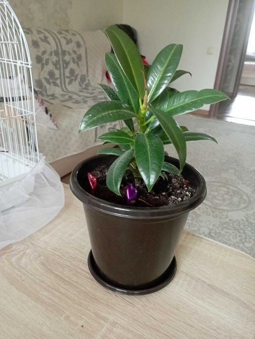 Фикус (семейный)