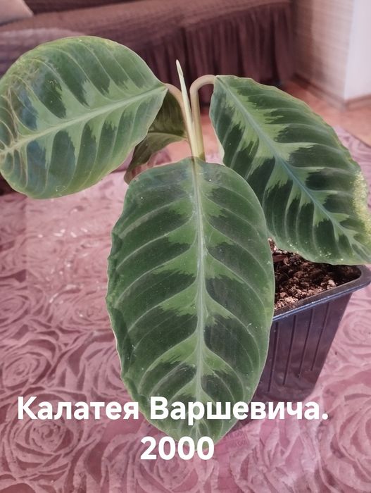 Продам комнатные растения
