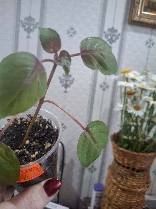 Продам домашние цветы.