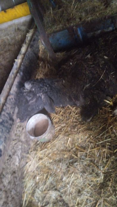 Қой, саулық, кәрі емес