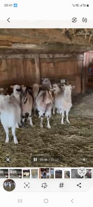 Capre tinere gestante