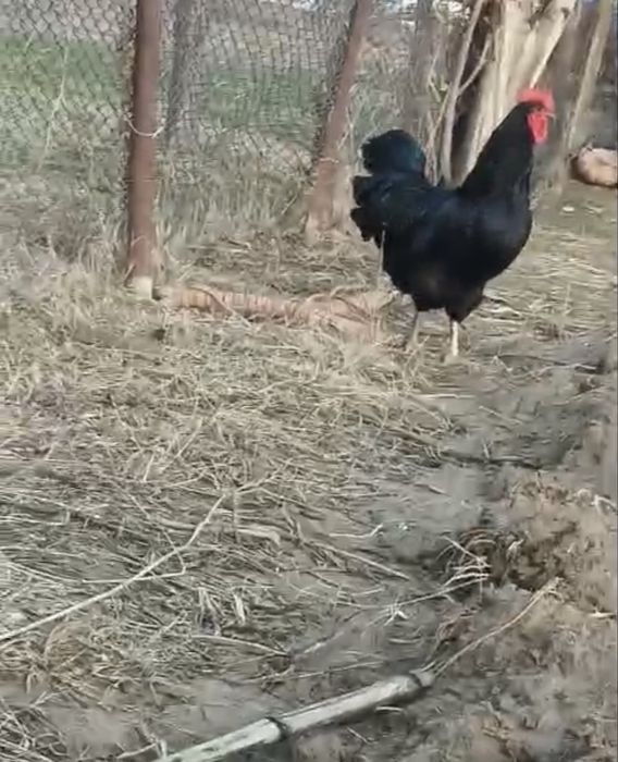 Петух джерский гигант