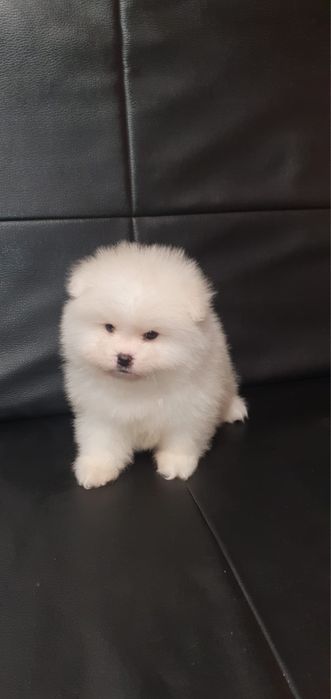 Pomeranian baietel