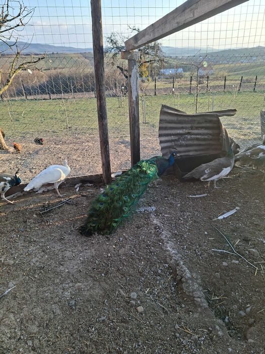 Vand  pereche de pauni