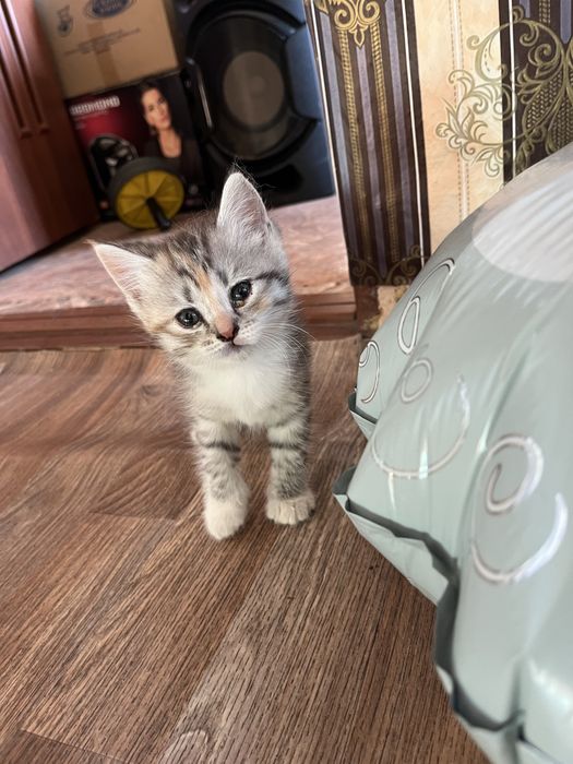 Отдам котят в добрые руки