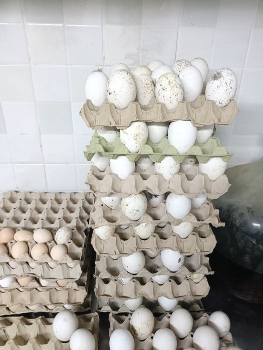 Oua de gâscă de vanzare
