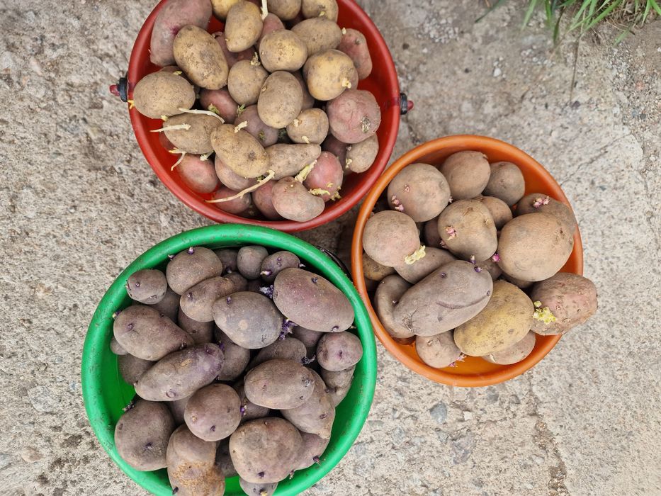 Продам семенной картофель