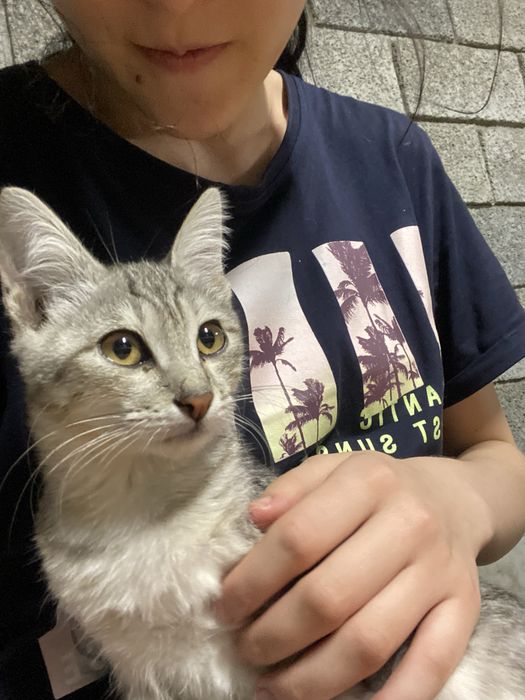 котеночек 3 месяца
