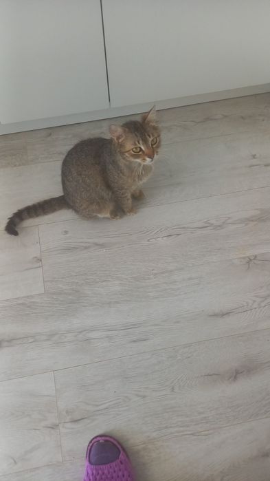 Кошка домашняя мышеловка