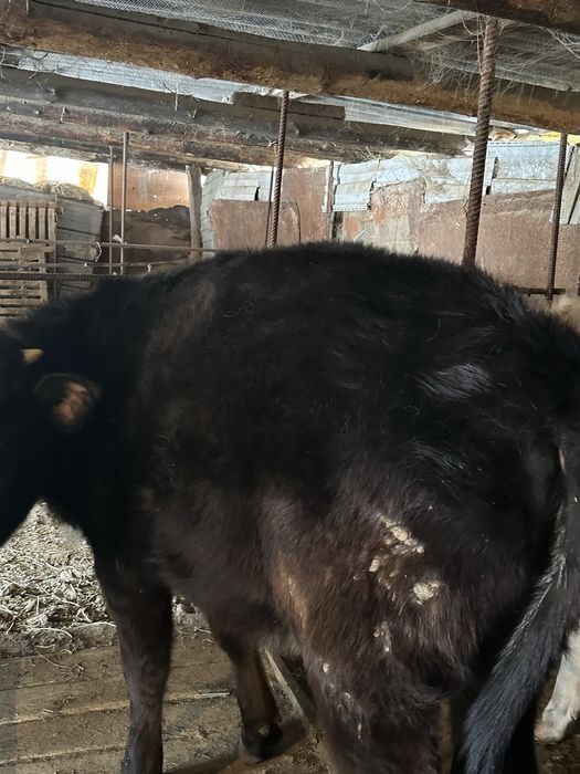 Коровы тёлочки