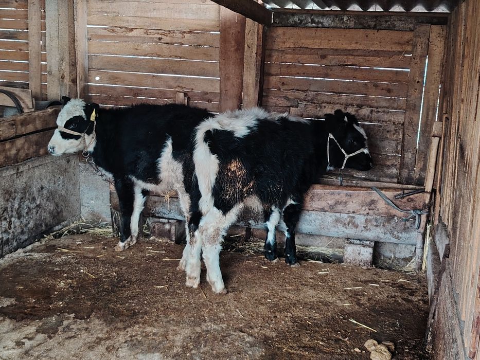 Город шымкент...