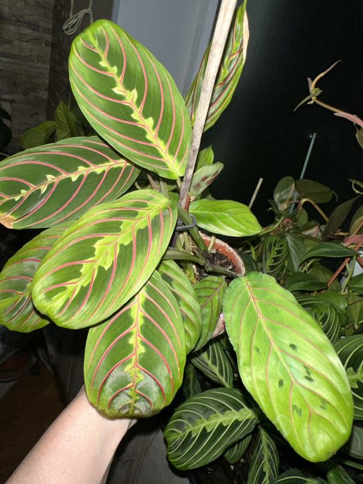 Комнатные цветы Дифенбахия