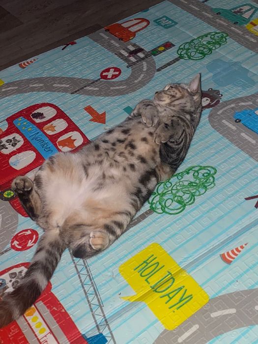 Ищем Вислоухого шотландца для вязки!