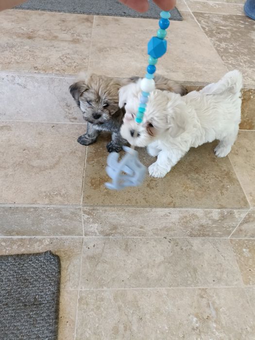 Bichon bischon bison
