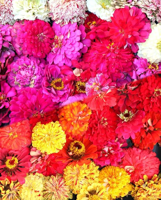 Семена цветов ассорти