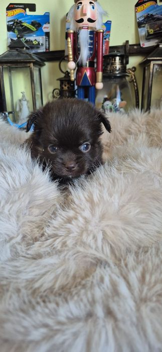 Chihuahua ciocolatiu cu acte