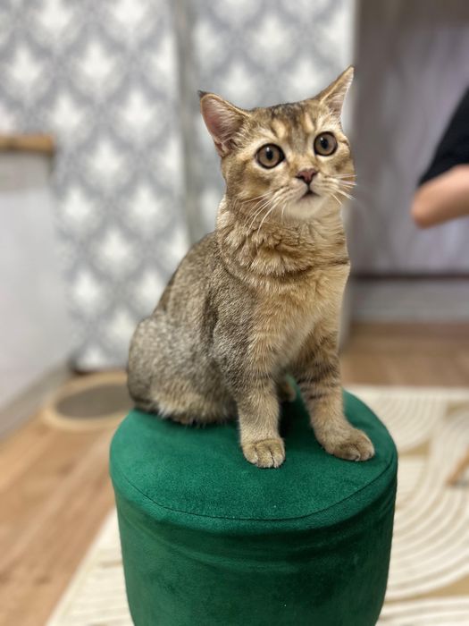 Вязка шотландский кот