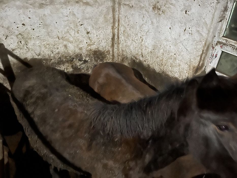 Соғым тайлар байталдар құнандар