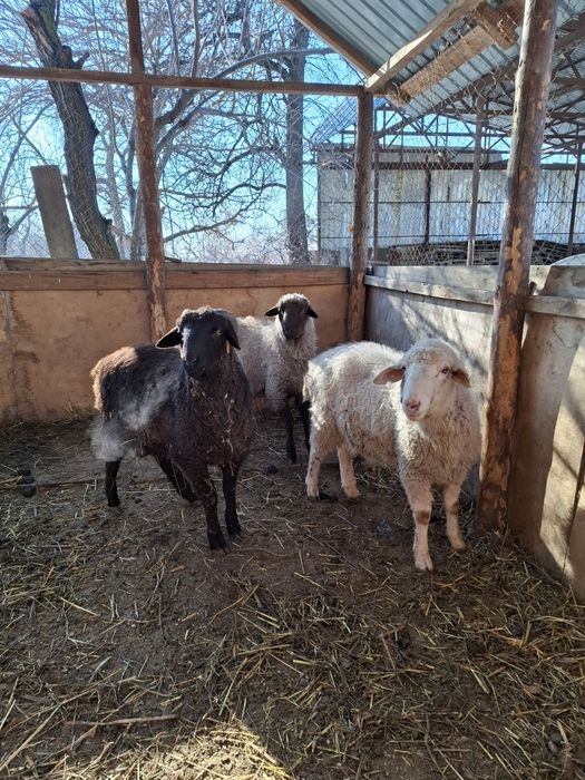 Продам баран Кой сатам
