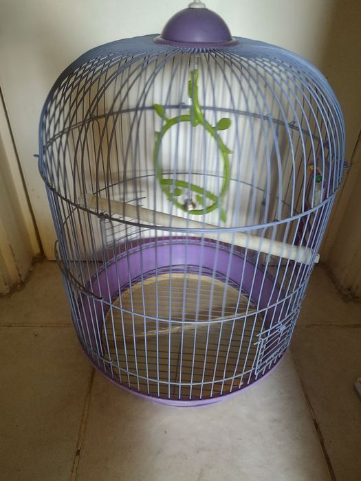 Colivie mare papagal, peruș, sticlete, pițigoi