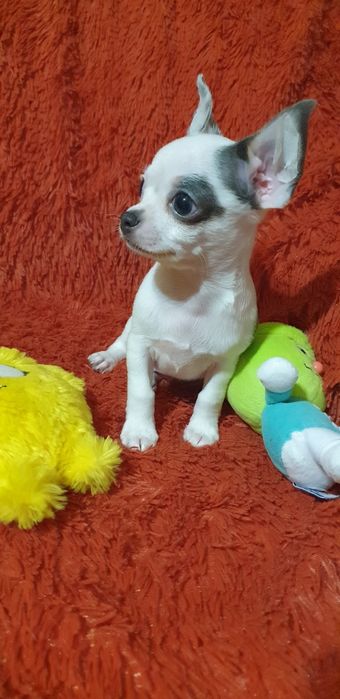 Щенок чихуахуа мальчик