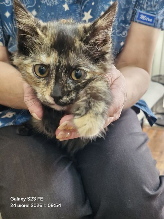 Котёнок, отдам даром