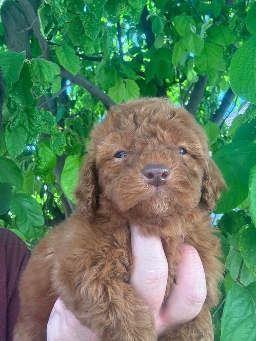 Puddel Toy Red Brown cu carnet de sănătate