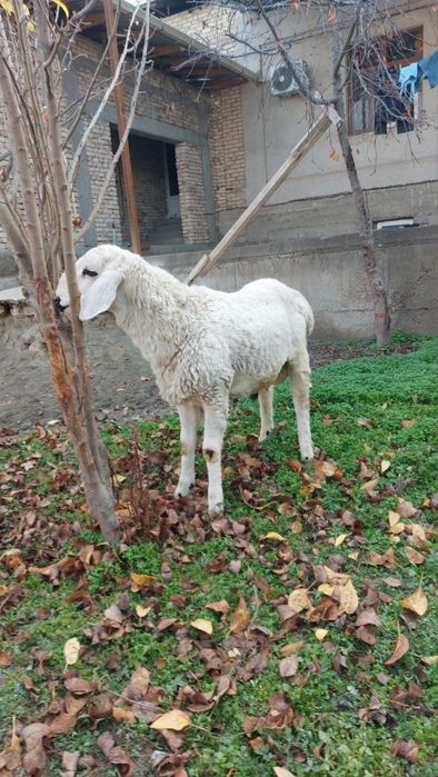 Ок кучкор сотилади