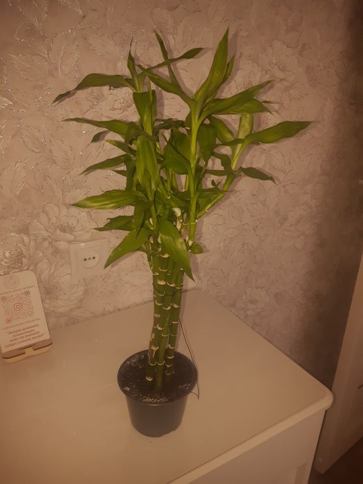 Бамбук продам. 55см