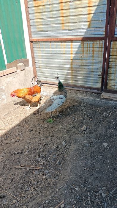 Павлин мальчик молодой