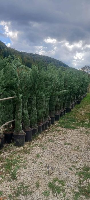 Leilandi la ghiveci înălțimi mari și mici