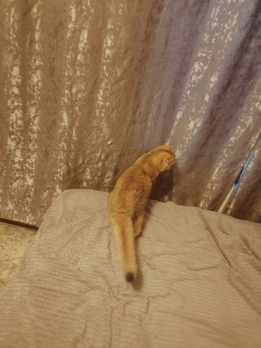 Кошечка драгоценного окраса шиншилла