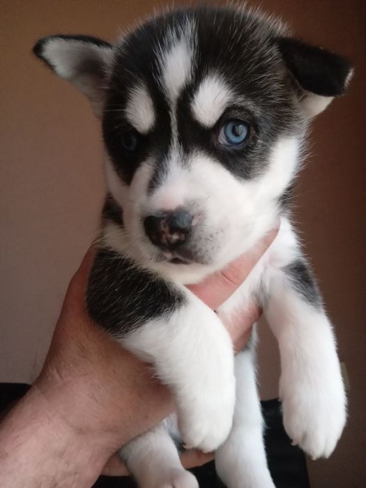 Продаю щенков ХАСКИ!