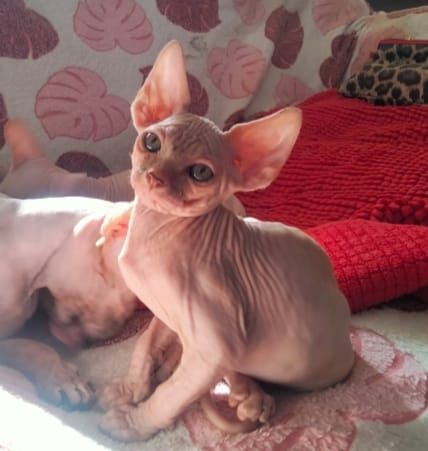 Канадский сфинкс