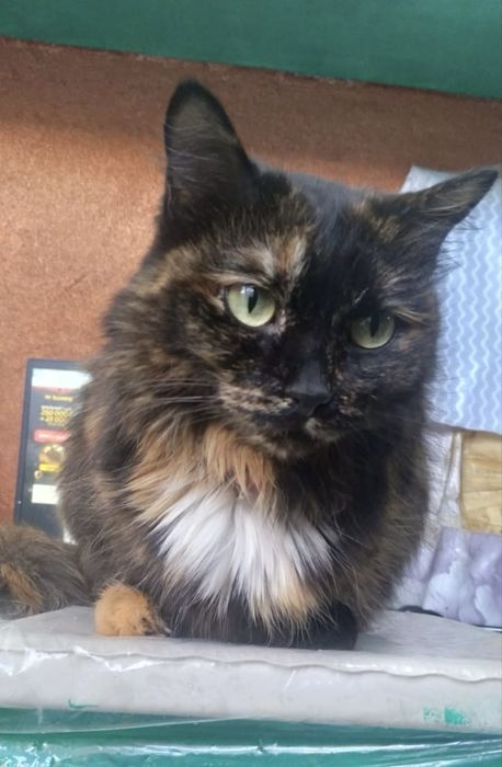 Замечательная домашняя девочка