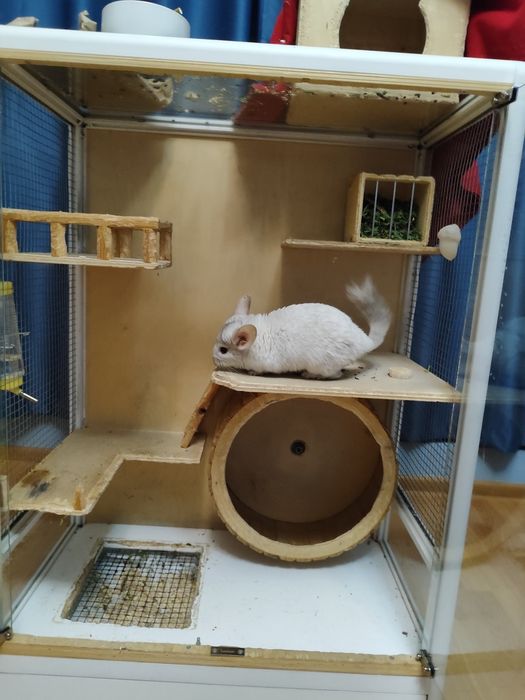 продам шиншиллку