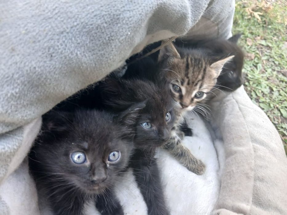 Продам котят мойнкун