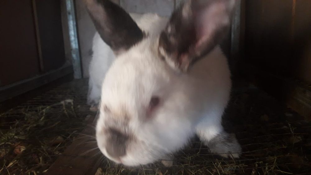 Кролик колифорния