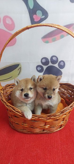 Шиба Ину Shiba inu