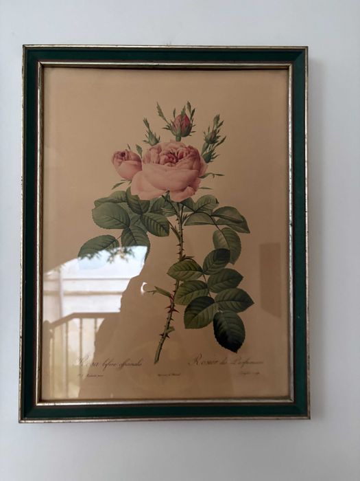 printul oficial La Redoute trandafir roz secolului 19 inramat