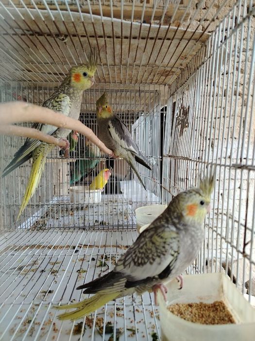 Кушлар сотилади.