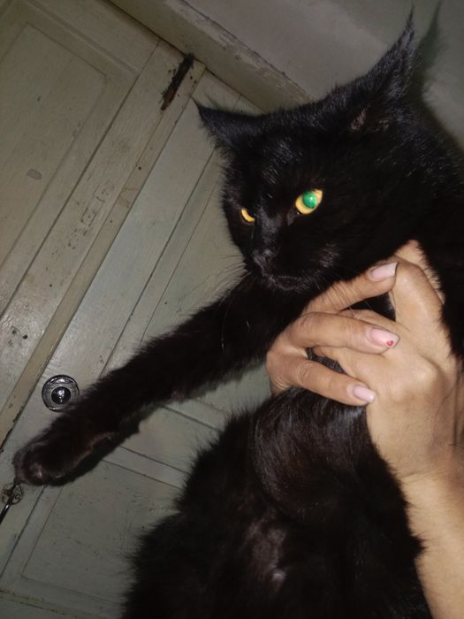 Mushuk Кошки Cat