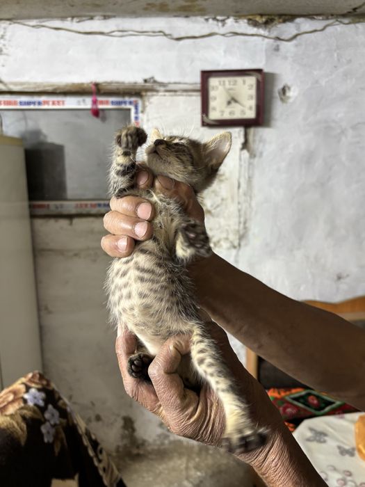 Котята в добрые руки!