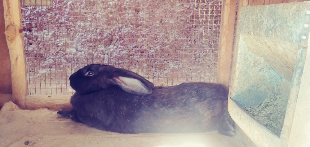 Белый великан кролики