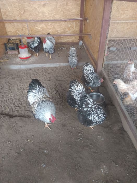 Oua incubat Wyandotte